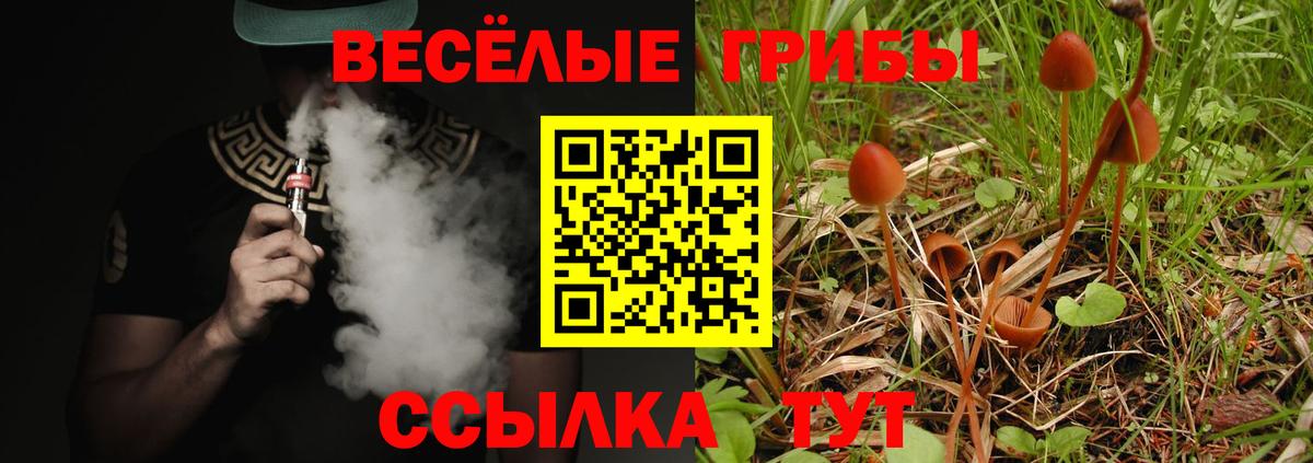 Псилоцибиновые грибы Psilocybine cubensis Владикавказ