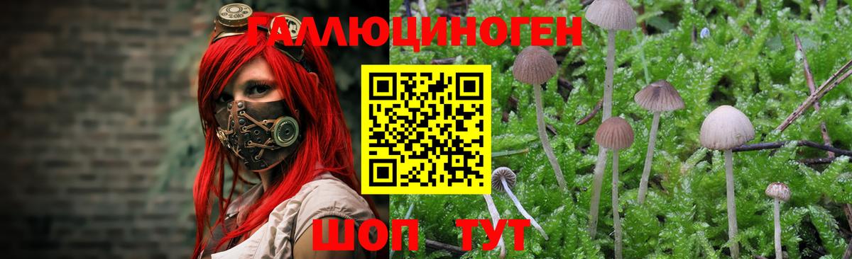 Псилоцибиновые грибы Psilocybine cubensis  Вход с VPN  Владикавказ 